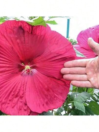 100 Grains Of Mixed Giant Hisbiscus Seeds, Shipped From The United States, Are Used To Grow Multi-Year-Old Flowers, Suitable For Outdoor Courtyard Garden Planting. - màu đen - Xem 1