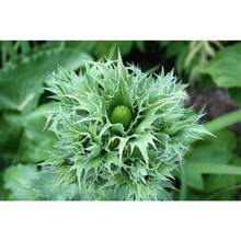 10 Semillas de Flor Fantasma de SILVER SEA HOLLY Gigante Eryngium Giganteum de Miss Willmott Envío Plano - Variante 1 - Ver 3