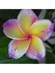 60 Flower Seeds, Melo Plumeria Fioideae Frangipani - 變體 1 - 查看 3