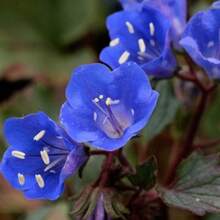 Piezas de Semillas de Flor de Campanilla Azul de California - PHACELIA CAMPANULARIA / (FL118) - Variante 1 - Ver 3