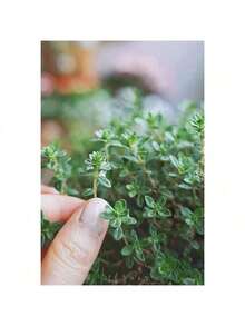 1000 Thyme Seeds For Planting Approximately 1 Gram Heirloom Non-GMO Herb Seeds For Indoor Or Outdoor Planting Also Known As Common Thyme, Garden Thyme, Ordinary Thyme - 1000 - Xem 6