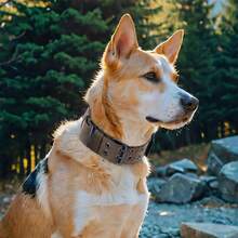 1pc Adjustable Nylon Tactical Dog Collar, 4 Color Outdoor Tactical Dog Collar For Training, Pet Dog Neck Collar With Tether, Training Tactical Dog Rope For Military Dogs, Suitable For Medium And Large Dogs, Suitable For Dog Walking, Daily Use, And Combat Training