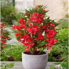 200 Flower Seeds - Non-GMO Camellia Balsam Safflower - Impatiens Balsamine - 變體 1 - 查看 3