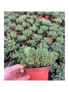 1000 Thyme Seeds For Planting Approximately 1 Gram Heirloom Non-GMO Herb Seeds For Indoor Or Outdoor Planting Also Known As Common Thyme, Garden Thyme, Ordinary Thyme - 1000 - Xem 8