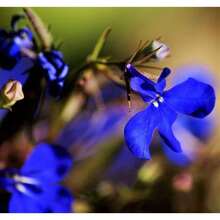 256 piezas Precio al por mayor semillas de flores MONSOON LOBELIA Erinus azul eléctrico, envío plano, plantas en , semillas de vegetales, plantas hosta, semillas de flores para jardinería, plantas de exterior, repelente de mosquitos, semillas de flores para plantar, todas las plantas en  para exteriores, semillas de flores perennes para plantar - 256 - Ver 4