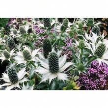 10 Semillas de Flor Fantasma de SILVER SEA HOLLY Gigante Eryngium Giganteum de Miss Willmott Envío Plano - Variante 1 - Ver 9