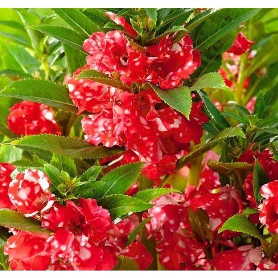 200 Flower Seeds - Non-GMO Camellia Balsam Safflower - Impatiens Balsamine - 變體 1 - 查看 1