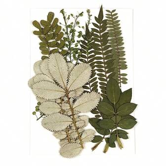 1pc Natural Dried Pressed Flowers, Green Leaves, For Diy Epoxy Resin Jewelry Mold, Candle, Soap Making, Nail Art Decoration