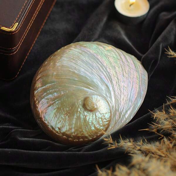 Khaki Iridescent New Zealand Large White Abalone Shell - Pearlescent Single Sided Polished Jewelry Organizer | Light Luxury Dresser Ornaments | Abalone Shell Candlestick