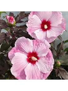 100 Grains Of Mixed Giant Hisbiscus Seeds, Shipped From The United States, Are Used To Grow Multi-Year-Old Flowers, Suitable For Outdoor Courtyard Garden Planting. - màu đen - Xem 6