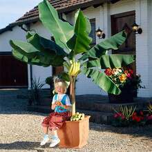 100 Banana Tree (Plantain Tree) Seeds Fresh Fruit Seeds Non-GMO Heritage Organic Seeds Easy To Grow Indoor/Outdoor Pot Container Garden