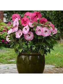 100 Grains Of Mixed Giant Hisbiscus Seeds, Shipped From The United States, Are Used To Grow Multi-Year-Old Flowers, Suitable For Outdoor Courtyard Garden Planting. - màu đen - Xem 9