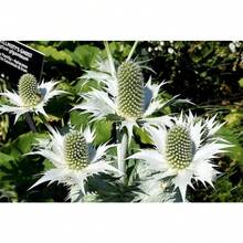 10 Semillas de Flor Fantasma de SILVER SEA HOLLY Gigante Eryngium Giganteum de Miss Willmott Envío Plano - Variante 1 - Ver 4
