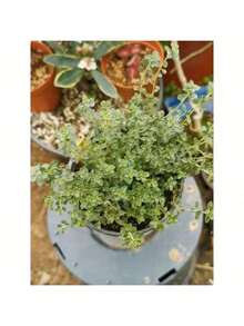 1000 Thyme Seeds For Planting Approximately 1 Gram Heirloom Non-GMO Herb Seeds For Indoor Or Outdoor Planting Also Known As Common Thyme, Garden Thyme, Ordinary Thyme - 1000 - Xem 5