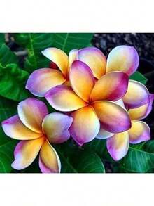 60 Flower Seeds, Melo Plumeria Fioideae Frangipani - 變體 1 - 查看 1