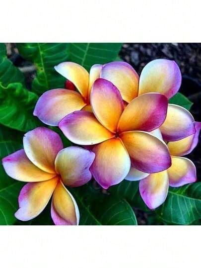 60 Flower Seeds, Melo Plumeria Fioideae Frangipani - 變體 1 - 查看 1