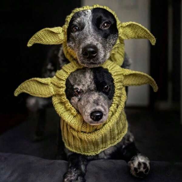 Protetores auriculares para cães, proteção contra ruídos, quentes para o inverno, de malha, criativos, à prova de vento, capas para orelhas de animais de estimação, acessórios para animais de estimação