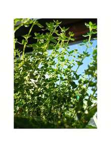 1000 Thyme Seeds For Planting Approximately 1 Gram Heirloom Non-GMO Herb Seeds For Indoor Or Outdoor Planting Also Known As Common Thyme, Garden Thyme, Ordinary Thyme - 1000 - Xem 11