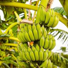 100 Banana Tree (Plantain Tree) Seeds Fresh Fruit Seeds Non-GMO Heritage Organic Seeds Easy To Grow Indoor/Outdoor Pot Container Garden