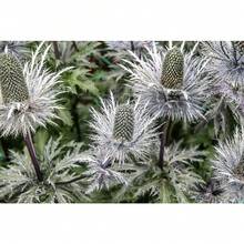 10 Semillas de Flor Fantasma de SILVER SEA HOLLY Gigante Eryngium Giganteum de Miss Willmott Envío Plano - Variante 1 - Ver 8