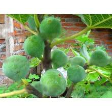 Semillas de Guayaba Orgánicas Semillas de Frutas Vegetales Bonsái Árbol de Guayaba Maceta Semillas de Frutas - Variante 1 - Ver 5