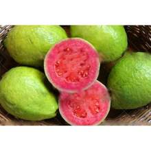 Semillas de Guayaba Orgánicas Semillas de Frutas Vegetales Bonsái Árbol de Guayaba Maceta Semillas de Frutas - Variante 1 - Ver 10
