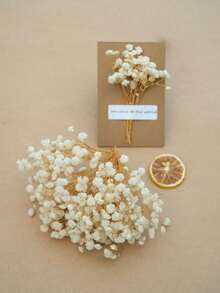 البيج (جيبسوفيلا)