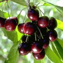 El cerezo tradicional resistente al frío, con frutos dulces, adecuado para uso en plantaciones de jardinería doméstica y rico en semillas de frutas.Semilla de Tienda para Mejorar la Calidad, la Variedad Legendaria - semillas de cerezo - Ver 4