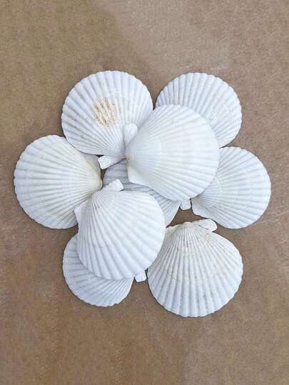 20 Natural Scallop Shells, White Shells From The Beach, Used For DIY Home Decoration, Aquarium And Fish Tank Landscaping Decoration