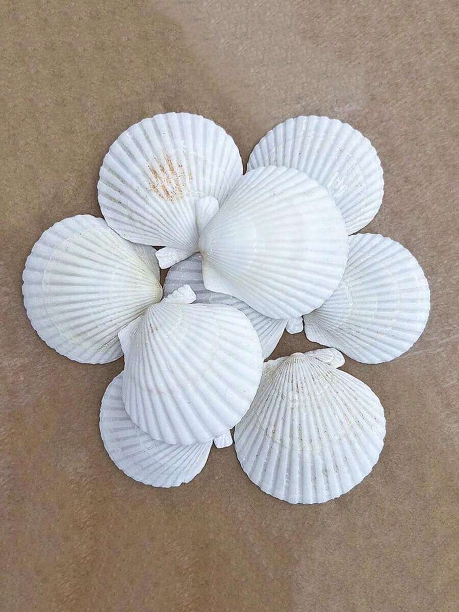 20 vỏ sò điệp tự nhiên, vỏ màu trắng từ bãi biển, thích hợp để trang trí nhà cửa, bể cá và cảnh quan bể thủy sinh. - trắng - Xem 1