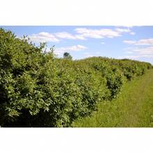 230 semillas de HONEYBERRY, madreselva azul Lonicera Caerulea, semillas de arbusto de fruta comestible, flores de exterior, plantas, horticultura, naturaleza - Variante 1 - Ver 3