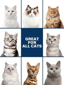 GJYC PET شامبو وبلسم للقطط 2 في 1 - صيغة لطيفة، تجربة تنظيف فاخرة، تسريح سهل، مغذي للفراء الناعم والصحي للقطط - أبيض - مشاهدة 7