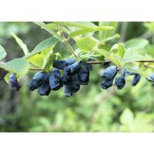 230 semillas de HONEYBERRY, madreselva azul Lonicera Caerulea, semillas de arbusto de fruta comestible, flores de exterior, plantas, horticultura, naturaleza - Variante 1 - Ver 8