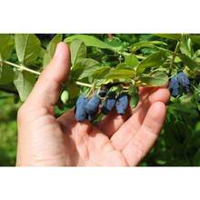 230 semillas de HONEYBERRY, madreselva azul Lonicera Caerulea, semillas de arbusto de fruta comestible, flores de exterior, plantas, horticultura, naturaleza - Variante 1 - Ver 10