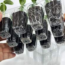 10/20pcs Transparent Plastic Seedling Trays With Drainage Holes - Succulent Plant Transplant Trays, Includes Planting Tools, Propagation Trays, Easy Maintenance, Gardening Accessories, Ideal For Succulent Growers, Reusable Plastic Trays, Suitable For Vegetables, Herbs, Flowers - Space-Saving Seedling Containers - Multicolor - View 4