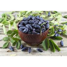 230 semillas de HONEYBERRY, madreselva azul Lonicera Caerulea, semillas de arbusto de fruta comestible, flores de exterior, plantas, horticultura, naturaleza - Variante 1 - Ver 4