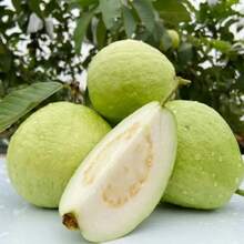 Semillas de Guayaba Orgánicas Semillas de Frutas Vegetales Bonsái Árbol de Guayaba Maceta Semillas de Frutas - Variante 1 - Ver 6