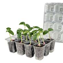 10/20pcs Transparent Plastic Seedling Trays With Drainage Holes - Succulent Plant Transplant Trays, Includes Planting Tools, Propagation Trays, Easy Maintenance, Gardening Accessories, Ideal For Succulent Growers, Reusable Plastic Trays, Suitable For Vegetables, Herbs, Flowers - Space-Saving Seedling Containers - Multicolor - View 3