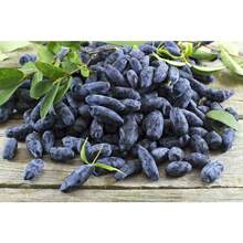 230 semillas de HONEYBERRY, madreselva azul Lonicera Caerulea, semillas de arbusto de fruta comestible, flores de exterior, plantas, horticultura, naturaleza - Variante 1 - Ver 9