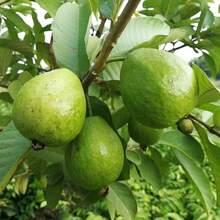 Semillas de Guayaba Orgánicas Semillas de Frutas Vegetales Bonsái Árbol de Guayaba Maceta Semillas de Frutas - Variante 1 - Ver 9