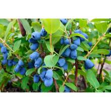 230 semillas de HONEYBERRY, madreselva azul Lonicera Caerulea, semillas de arbusto de fruta comestible, flores de exterior, plantas, horticultura, naturaleza - Variante 1 - Ver 2