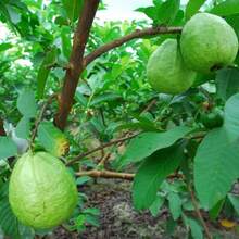 Semillas de Guayaba Orgánicas Semillas de Frutas Vegetales Bonsái Árbol de Guayaba Maceta Semillas de Frutas - Variante 1 - Ver 8