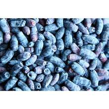 230 semillas de HONEYBERRY, madreselva azul Lonicera Caerulea, semillas de arbusto de fruta comestible, flores de exterior, plantas, horticultura, naturaleza - Variante 1 - Ver 6
