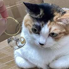 1/3/6pcs Cat Hair Storage Transparent Capsule, Cat Hair Collection Box, Charm Gashapon, Keychain Pendant, Pet Hair Storage Capsule