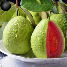 Semillas de Guayaba Orgánicas Semillas de Frutas Vegetales Bonsái Árbol de Guayaba Maceta Semillas de Frutas - Variante 1 - Ver 2