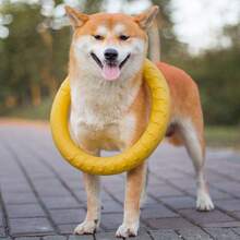 1pc Anti-Slip Pulling Ring Pet Dog Training Toy, Chew-Resistant EVA Floating Dog Toy For Pool, Summer