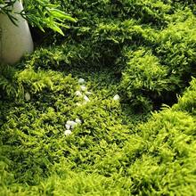 1片人造苔藓垫，柔软涤纶仿苔藓，DIY微景观草坪，景观石户外装饰，家居装饰，展览背景装饰，微景观 - 綠色(毛更細) - 查看 6