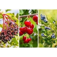20 piezas de semillas de frutas mixtas, paquete variado de fresa, baya, pera, manzana, naranja, arándano, limón, cereza de árbol viejo - SEMILLA - Ver 4