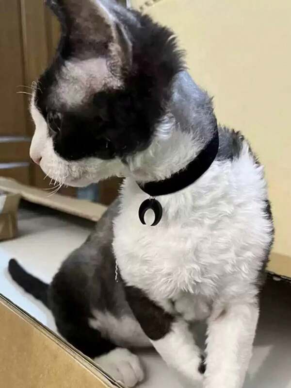 1pc Pet Necklace With Cat/Dog Pendant, Black Velvet Ribbon Necklace Decor