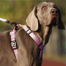 1 قطعة حزام تدريب للكلاب صغيرة ومتوسطة الحجم، لون متدرج بالوردي والأخضر والأرجواني والأزرق، مريح وقابل للتعديل، مناسب للكلاب الصغيرة والمتوسطة للتنزه والتدريب خارج المنزل - متعدد الألوان - مشاهدة 11